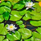 Lily Pads Bare Root Live Plant Indoor Outdoor Garden