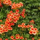 Trumpet Vine Campsis Radicans Bare Root Live Plant Indoor Outdoor Garden