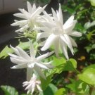 Jasmine Belle Arabian Of India Unique Fragrances Sambac Live Plant 4" Pot Indoor Outdoor Garden