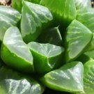 Haworthias Pygmy Succulent Windowpanes Retusas In Out Live Plant 2.5" Pot Indoor Outdoor Garden Haworthias Pygmy Succulent Windowpanes Retusas In Out Live Plant 2.5" Pot Indoor Outdoor Garden