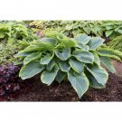 Hosta Shadowland Shade Lover Lavender Flowers Wu La Live Plant Gallon Pot Indoor Outdoor Garden