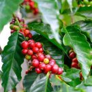 Arabica Coffee Beans Five Petals Jasmines Scent Live Plant 2.5" Pot Indoor Outdoor Garden