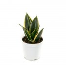 Sansevieria Glimmering Snake Almost Impossible To Kill House Live Plant 3.7" Pot Indoor Outdoor Gard