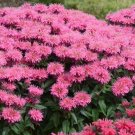 Monarda Sugar Bubble Buzz Bee Balm Gum Pink Blast Live Plant Gallon Pot Indoor Outdoor Garden