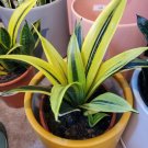 Sansevieria Striking Snakes La Rubias Rare The Blondes Live Plant 6" Pot Indoor Outdoor Garden