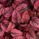 Hypoestes Roses Polkas Splash Spotted Dot Leaves Colorful Plant 2.5" Pot Indoor Outdoor Garden