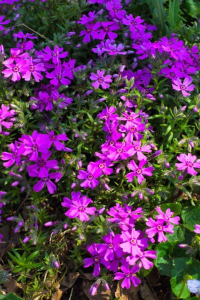 Creeping Phlox Bareroot Amazing Grace White Phlox Subulata Plant Indoor Outdoor Garden