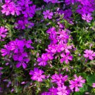 Creeping Phlox Bareroot Amazing Grace White Phlox Subulata Plant Indoor Outdoor Garden