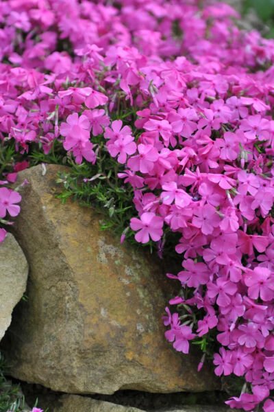 Creeping Phlox Bareroot Wild Pink Phlox Subulata Live Plant Indoor Outdoor Garden