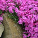 Creeping Phlox Bareroot Wild Pink Phlox Subulata Live Plant Indoor Outdoor Garden