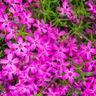 Creeping Phlox Bareroot Crimson Red Phlox Subulata Live Plant Indoor Outdoor Garden Creeping Phlox Bareroot Crimson Red Phlox Subulata Live Plant Indoor Outdoor Garden