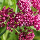 Milkweed Plant Bareroot Asclepias Spp Live Plant Indoor Outdoor Garden