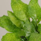 Calathea Rare Mosaicca Prayer Mosaic Strikingly Network Live Plant 4" Pot Indoor Outdoor Garden