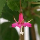 Lotties Variegated Fuchsia Hobbys Live Plant Shades 2.5" Pot Indoor Outdoor Garden Lotties Variegated Fuchsia Hobbys Live Plant Shades 2.5" Pot Indoor Outdoor Garden