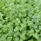 Curly Mint Sauces Salads Fruit Herbs Grows Or Live Plant 3" Pot Indoor Outdoor Garden