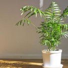 Parlor Palm Low Light Philodendron House Devils Ivy Live Plant Collection 3" Pot Indoor Outdoor Gard Parlor Palm Low Light Philodendron House Devils Ivy Live Plant Collection 3" Pot Indoor Outdoor Gard