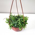 Prostratas Clones Peperomias Bigs Leafs And Live Plant 2.5" Pot Indoor Outdoor Garden Prostratas Clones Peperomias Bigs Leafs And Live Plant 2.5" Pot Indoor Outdoor Garden