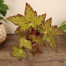 Begonia Beaver Baby Pinkish White Flowers Live Plant 3.7" Pot Indoor Outdoor Garden Begonia Beaver Baby Pinkish White Flowers Live Plant 3.7" Pot Indoor Outdoor Garden