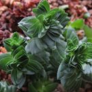 Spiralis Crassulas Curls Particularly Unique Form Of Succulent In Out 2.5" Pot Indoor Outdoor Garden Spiralis Crassulas Curls Particularly Unique Form Of Succulent In Out 2.5" Pot Indoor Outdoor Garden