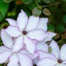 Clematis Riviera Queen Of Vines Blue Powder Flowers Live Plant 2.5" Pot Indoor Outdoor Garden Clematis Riviera Queen Of Vines Blue Powder Flowers Live Plant 2.5" Pot Indoor Outdoor Garden