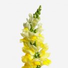 Snapdragon Sherbet Lemons Wonderful Lobed Flowers With A Hint Of Creams 50 Seeds Indoor Outdoor Gard