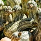 Pumpkin Large Melons Commercial Cushaw Edibles Pepon Versatiles Striped 30 Seeds Indoor Outdoor Gard