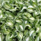 Undulata Mediovariegata Loving Wavy Leave Hosta Shade 4" Pot Indoor Outdoor Garden