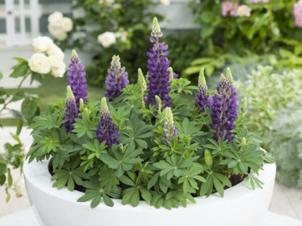 Polyphyllus Lupine Mini Bicolor Gallery Multicolors Lupinus Gallon Pot Indoor Outdoor Garden