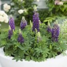 Polyphyllus Lupine Mini Bicolor Gallery Multicolors Lupinus Gallon Pot Indoor Outdoor Garden