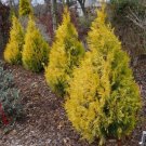 Thuja Arborvitae Fluffy Plicata Evergreen Live Plant 4" Pot Indoor Outdoor Garden