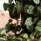 Ceropegia Pearl Vine Moon Pretty Rosary String Of Hearts Woodi 2 Pack In 2" Pots Indoor Outdoor Gard