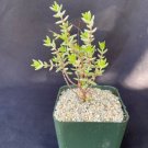 Crassula Fickle Pruinosa Pickle Shaped Succulent Jade Live Plant 2.5" Pot Indoor Outdoor Garden