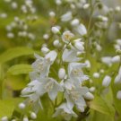 Deutzias Pearls Like Buds Chardonnays Duncan Gracilis Live Plant 4" Pot Indoor Outdoor Garden