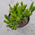 Crassulas Fingers Rares Fleshys Green Leaves Flattened Reddish Coloured 2" Pot Indoor Outdoor Garden