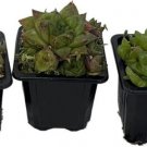 Haworthia Glass Rare Collection Addictive S 3 Plants In 2" Pots Indoor Outdoor Garden