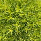 Alternanthera Biblical Threads Gold St Joseph'S Coat Live Plant 2.5" Pot Indoor Outdoor Garden