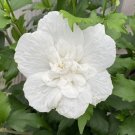 Hibiscus White Rose Of Sharon Chifon Notwoodtwo Sunny Syriacus Live Plant Indoor Outdoor Garden