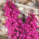 Buddleia Raspberry Butterflies Delightfully Compact Bush Blooms Heavy Gallon Pot Indoor Outdoor Gard