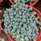 Corsican Dasyphyllum Blue Tears Sedum Dense Mat Or 2.5" Pot Indoor Outdoor Garden