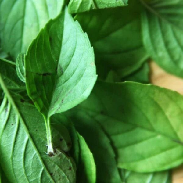 Ocimum Basilicum Basil Lemons Herb Excellent Live Plant 3" Pot Indoor Outdoor Garden