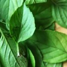 Ocimum Basilicum Basil Lemons Herb Excellent Live Plant 3" Pot Indoor Outdoor Garden