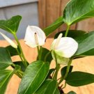 Anthurium Miniature Blooming White Extremely Home Live Plant 3" Pot Indoor Outdoor Garden Anthurium Miniature Blooming White Extremely Home Live Plant 3" Pot Indoor Outdoor Garden