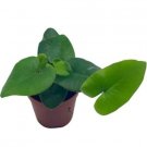Hemionitis Floating Arifolias Fern Heart S Live Plant 4" Pot Indoor Outdoor Garden
