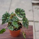 Begonia Lightning Terrarium Black S Live Plant 3.7" Pot Indoor Outdoor Garden