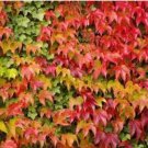 Ticuspidata Boston Parthenocissus Ivy Veitchii Vine Live Plant 2.5" Pot Indoor Outdoor Garden Ticuspidata Boston Parthenocissus Ivy Veitchii Vine Live Plant 2.5" Pot Indoor Outdoor Garden