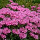 Gumball Sugar Grape Buz Monarda Bee Balm Live Plant Gallon Pot Indoor Outdoor Garden