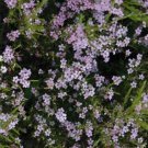 Coleonema Breath Of Heaven Confetti Pulchellum Tree In Out Live Plant 2.5" Pot Indoor Outdoor Garden
