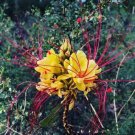 Bird Of Paradise Gilliesii Caesalpinias Desirables And 10 Seeds Indoor Outdoor Garden
