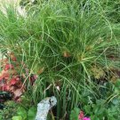 Cyperus Nile Papyrus Queen S Live Plant 2.5" Pot Indoor Outdoor Garden