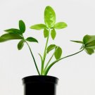 Thaumatophyllum Spruceanum Philodendron Goeldi Trending Live Plant 4" Pot Indoor Outdoor Garden